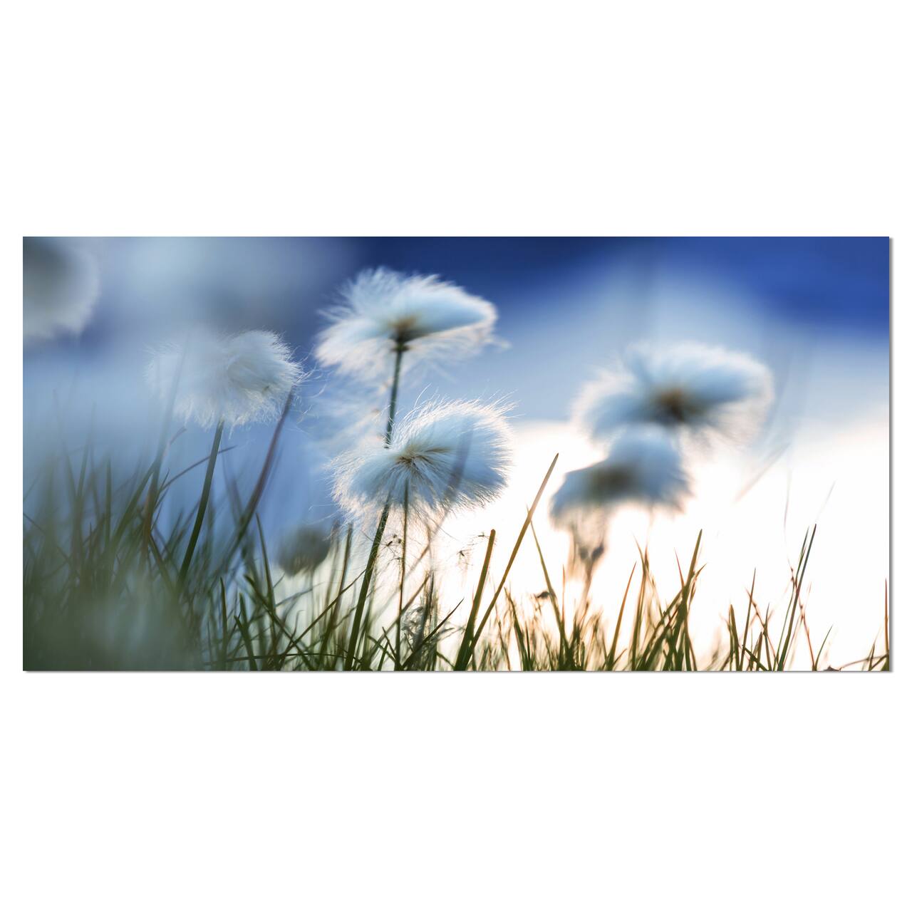 Designart - Beautiful Polar White Flowers - Floral Canvas Art Print